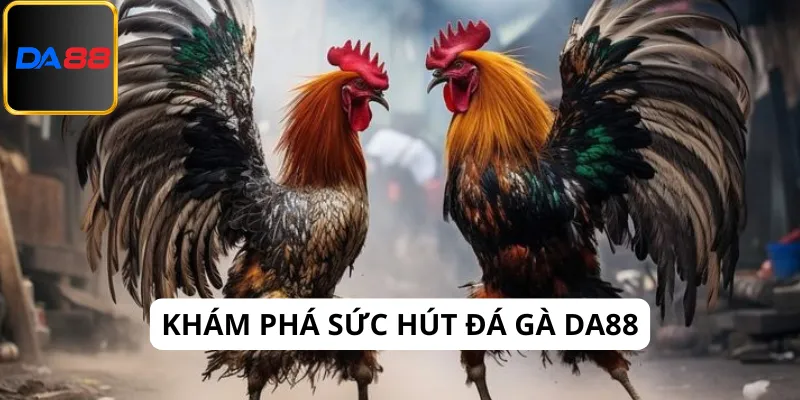 Đá gà Da88 quy tụ những chiến kê xuất sắc